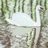Gliding By
