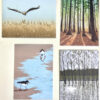 Greeting Cards Pack C