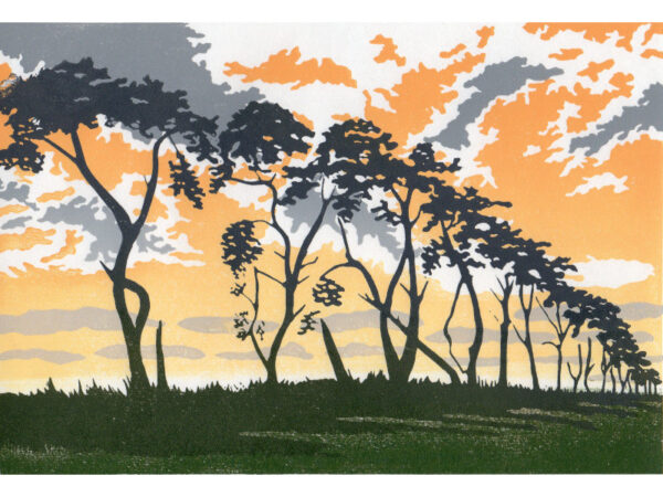 Pine Lines Revisited
