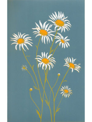 Ox-eye Daisies